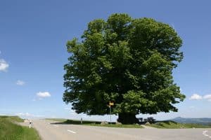 Green Policy
